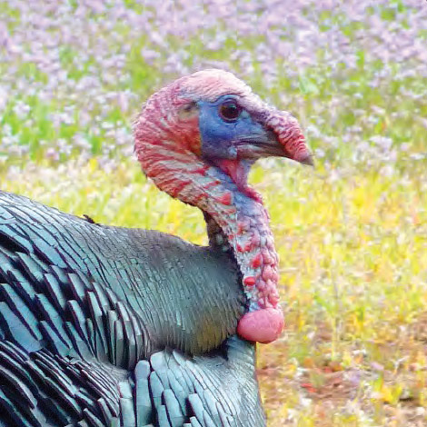 L'histoire de la viande de dinde et tout ses bienfaits